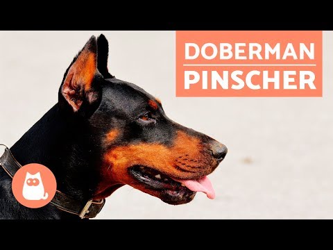 Vidéo: Doberman Pinscher Race De Chien Hypoallergénique, Santé Et Durée De Vie