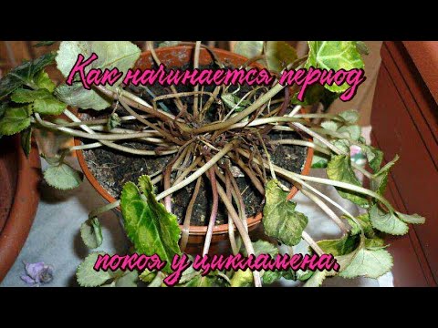 Цикламен (cyclamen).Как начинается период покоя у цикламена.