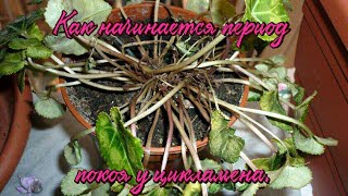 Цикламен (cyclamen).Как начинается период покоя у цикламена.