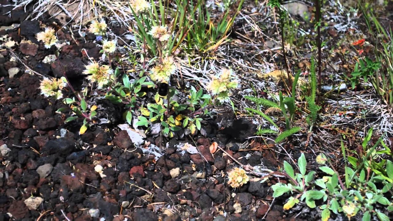Echo Basin on Tombstone Pass in the Central Oregon Cascades