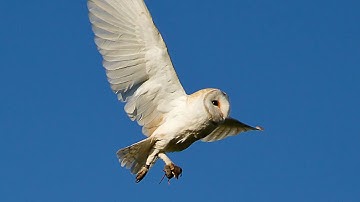 48 Species of Birds {Duke University Research}