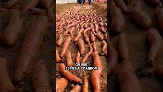 Кто бы подумал, что обычный батат может стать бизнесом?#агро #огород #фермер #батат #картофель #сад
