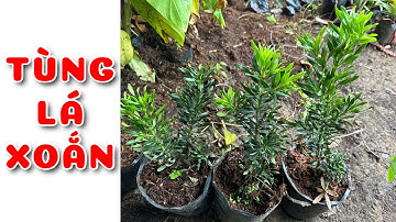 Cây Tùng lá xoắn RIN | 0386569374 - Ngọc Ngân Bến Tre | Chuyên cây độc lạ