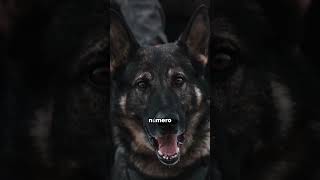 Los Super Poderes del Pastor Alemán #perros #miradacanina