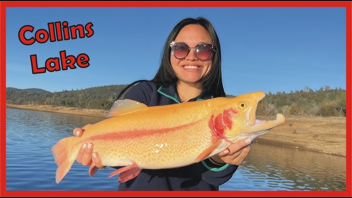 Lightning Trout, Collins Lake, CA 