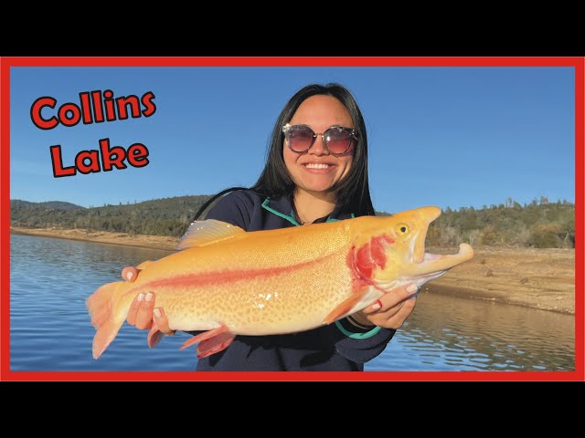 Struck by LIGHTNING TROUT at Collins Lake #Fishing #LightningTrout  #GirlsFishing 