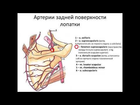 Подкрыльцовая (подмышечная) артерия