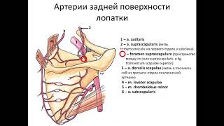 Подкрыльцовая (подмышечная) артерия