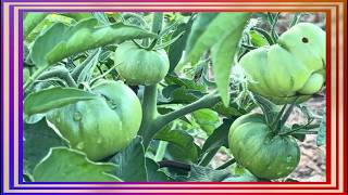 The Tomato Breakdown: Origins, Growth, and Culinary Uses of Heirloom and Plum Varieties