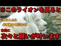 【※神様の使いと言われるこのライオンを見て願うと、次々と願いが叶うと言われている奇跡の動画】ご縁がないとこの動画には辿り着けない幸運をもたらすホワイトライオン。癒しの高波動の特別動画。願望実現恋愛成就