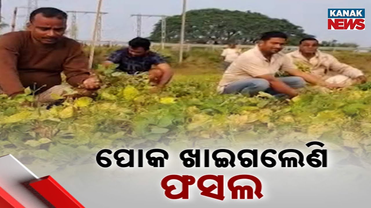 Pest Attack Destroys Paddy Crops In Kendrapara | Farmers Devastated ...