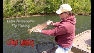 Nice Rainbow Trout on a Zebra Midge, Lake Taneycomo