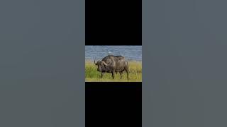 NYAMU MBAI ~ WOTE BOYS BAND SANITA 🔥🔥🔥🔥🔥🔥🔥🔥🔥🔥