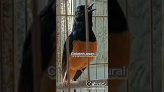 Download Lagu buat nada dering telpon MP3 Download Lagu buat nada dering telpon MP3