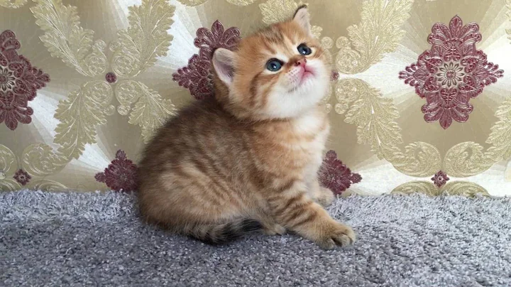 Watch the video about British Kurzhaar Katerchen in Farbe choco golden shaded