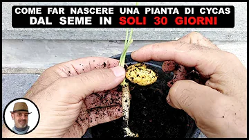 Quanto costano le piante di cycas?
