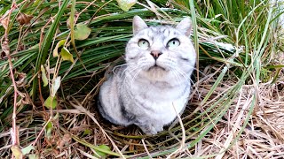 「もう雪は止んだかニャ？」と巣から出てくるアザラシ猫