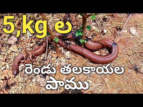 Shikhandi Snake రెండు తలకాయల పాము|shikhandi videos|red sand boa snake|snake videos ...