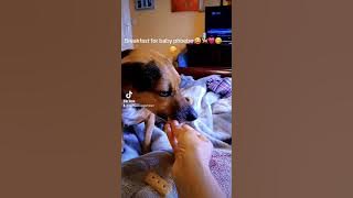 Breakfast for baby phoebe 🐕😋😋❤️❤️❤️