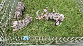 Jax, Jewel, and Josie Playing! Sugarplum Bulldogs!