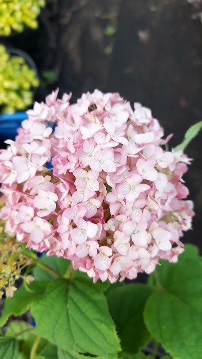 Кандибель Баблгам, древовидная гортензия. - YouTube