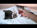 お尻触ったら猫パンチ　リキちゃんご立腹！？　禁断のωツンツン【リキちゃんねる　猫動画】Pretty cat 　キジトラ白猫のいる暮らし