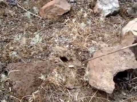 фаланга фото паук