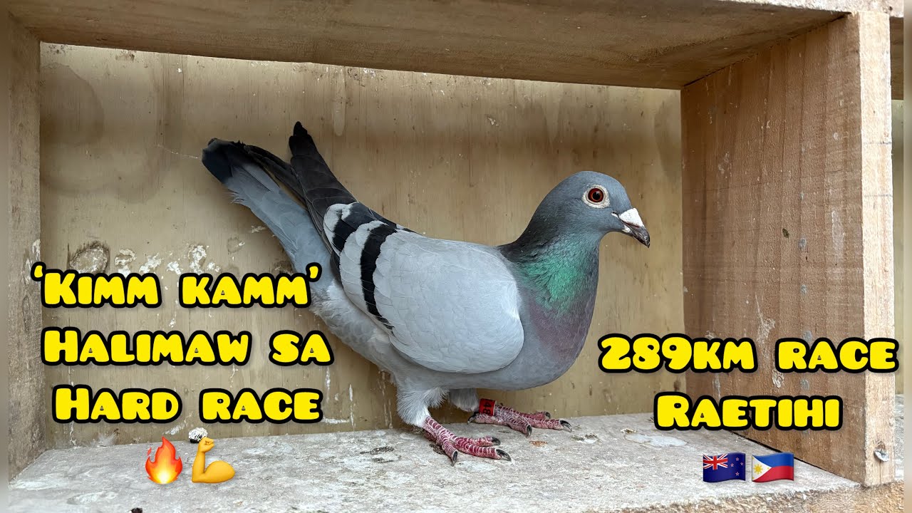 289km Race Raetihi all the way head wind🇳🇿🇵🇭 GRABE TALAGA SI ‘KIMM KAMM’ ANG LAKAS💪 