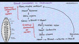 Circulatory System of Cockroach.