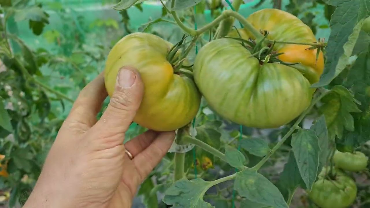 Cum arata gradina la inceputul toamnei