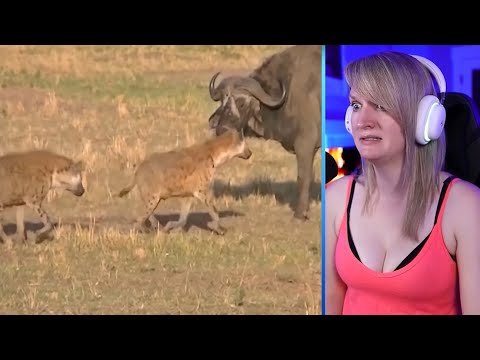 12 Times Hyenas Messed With The Wrong Animals Part 2 | Pets House