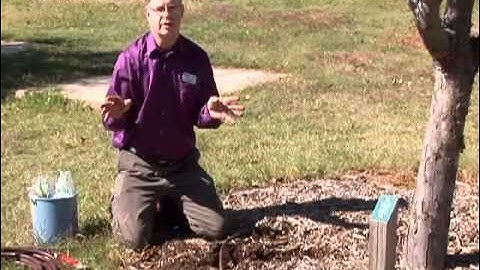 Water Wise Way to Irrigate Trees