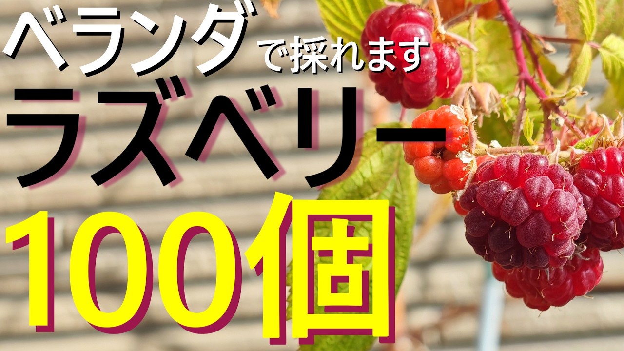 【100個超え】ベランダで「赤い宝石」ラズベリーを大量収穫する秘訣！1年間の栽培全記録