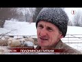 Ілля Вербищук, розповідає про труднощі в утриманні овець. Карпатські вівці. Зимівля овець в Карпатах