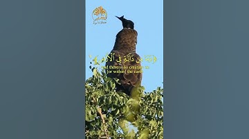 💛 وما من دابة في الأرض ولا طائر يطير بجناحيه إلا أمم أمثالكم 💛 القارئ محمد صديق المنشاوي رحمه الله 💛