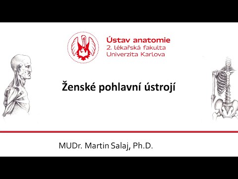 Video: Která vrstva endometria se během menstruační fáze uvolňuje?