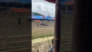 Download Lagu Hasirama vs badai cartens #bull #baffalo MP3 Download Lagu Hasirama vs badai cartens #bull #baffalo MP3