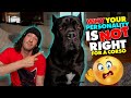 Why YOUR Personality Is NOT RIGHT For a Cane Corso