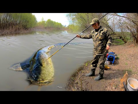 СОМ на ЖАРЕНОГО ГОЛУБЯ и ЖАБУ... Как поймать сома 100 на любой реке! Рыбалка на СОМА летом