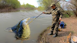 СОМ на ЖАРЕНОГО ГОЛУБЯ и ЖАБУ... Как поймать сома 100% на любой реке! Рыбалка на СОМА летом