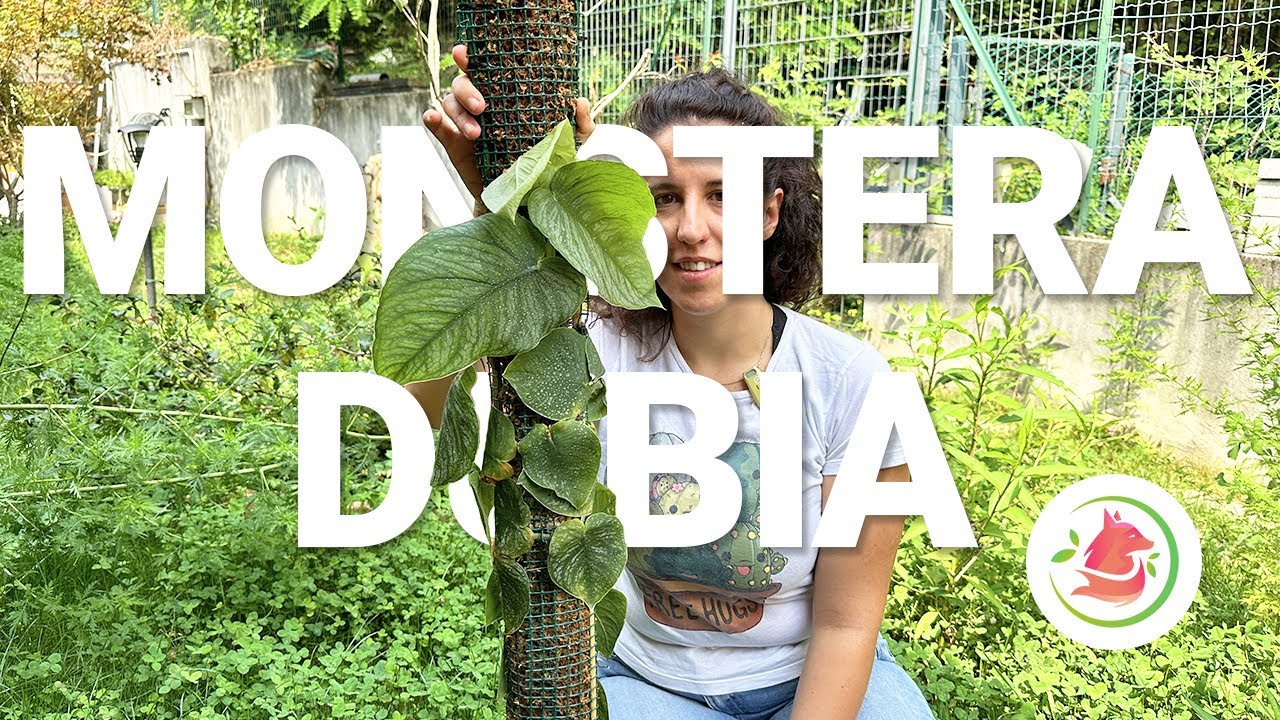 Allungo il TUTORE alla MONSTERA DUBIA