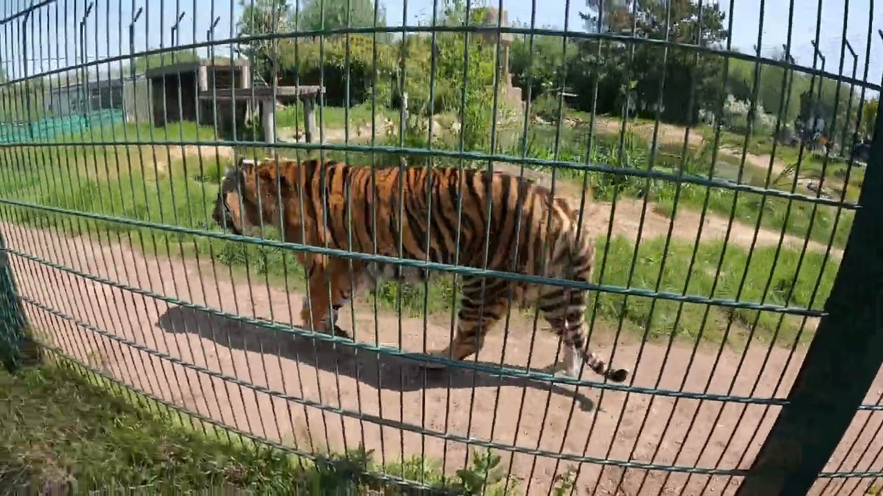 Wildheart Sanctuary on the Isle of Wight