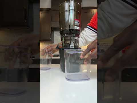 Burdock Root Shots