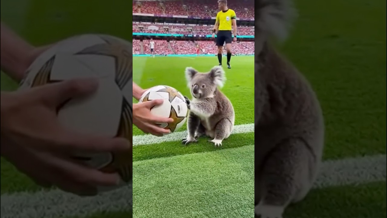 Неожиданный гость-коала заходит, и игроки не знают, что делать 🐨⚽😅