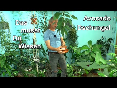 Video: Avocado-Bäume umpflanzen - Erfahren Sie, wie man einen Avocado-Baum umpflanzt