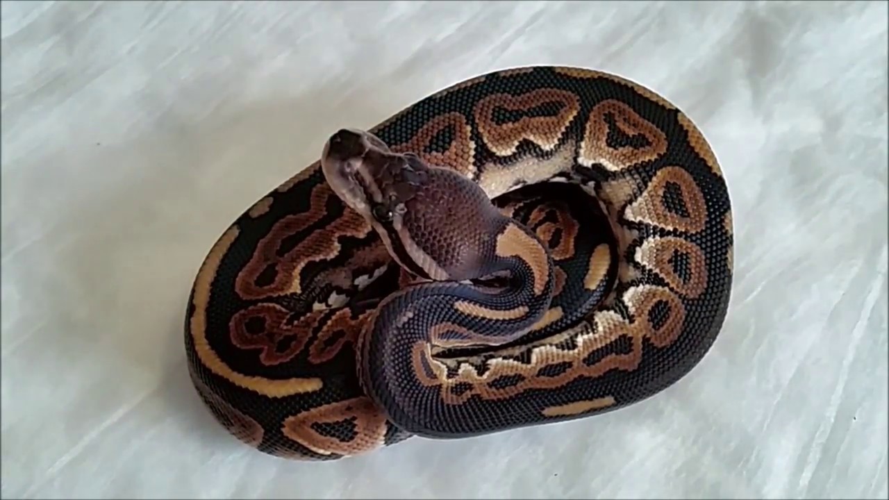 ball python breeders in ohio Cinnamon Pos. Het. Clowns