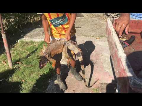 How to Clean a large Iguana for Eating