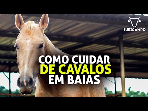 Vídeo: Quanto tempo os cavalos vivem? Cuidado e manutenção