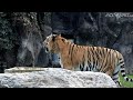 25.10.22 백두🐅