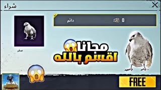 طريقة الحصول على الصقر مجانا 2022  الحق مجانا اقسم بالله  ببجي موبايل